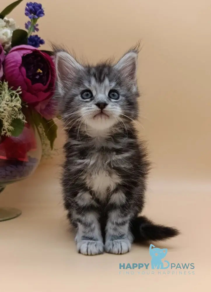 Danica Maine Coon female black silver tabby live animals