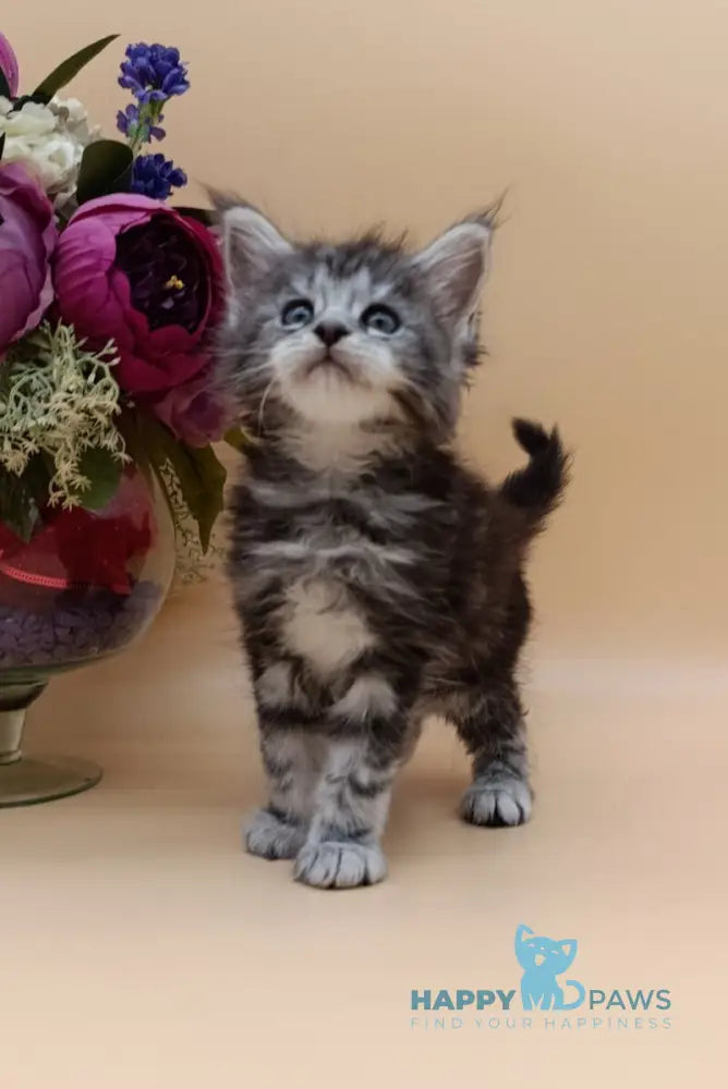 Danica Maine Coon female black silver tabby live animals