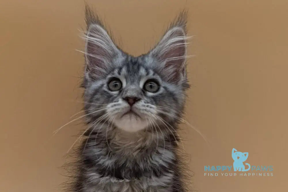 Danica Maine Coon female black silver tabby live animals