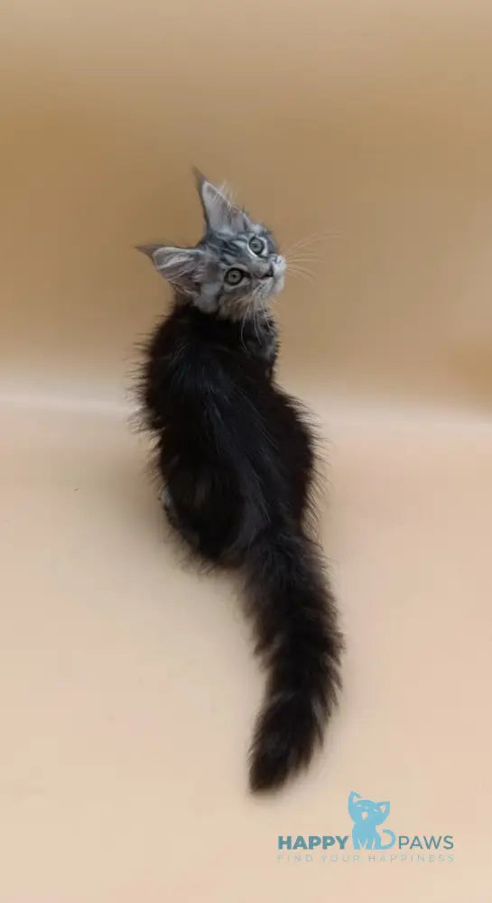 Danica Maine Coon female black silver tabby live animals