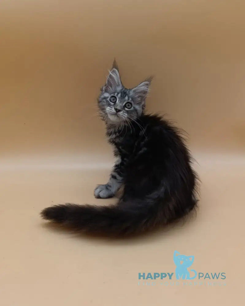 Danica Maine Coon female black silver tabby live animals