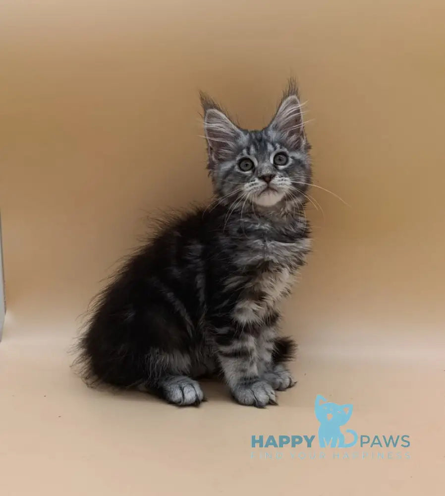 Danica Maine Coon female black silver tabby live animals