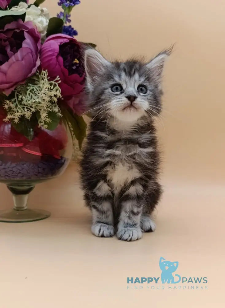 Danica Maine Coon female black silver tabby live animals