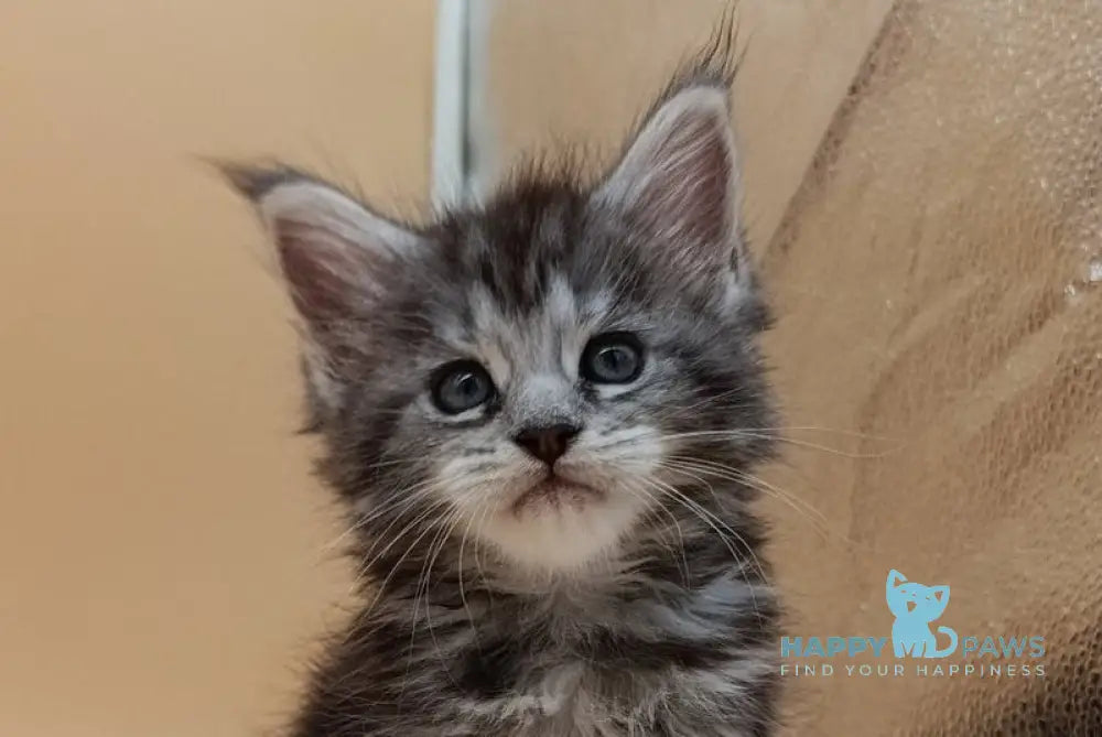 Danica Maine Coon female black silver tabby live animals