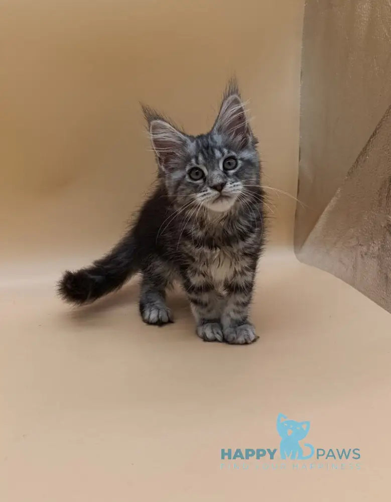 Danica Maine Coon female black silver tabby live animals