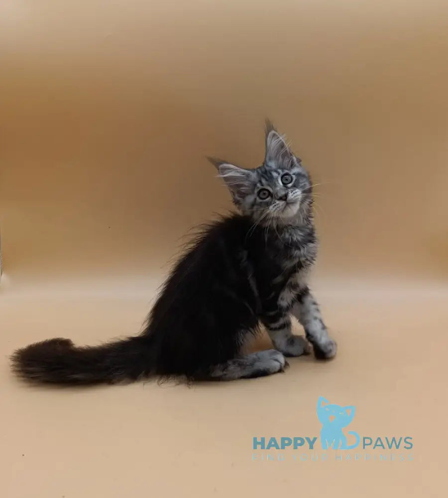 Danica Maine Coon female black silver tabby live animals