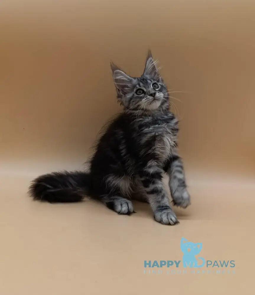 Danica Maine Coon female black silver tabby live animals