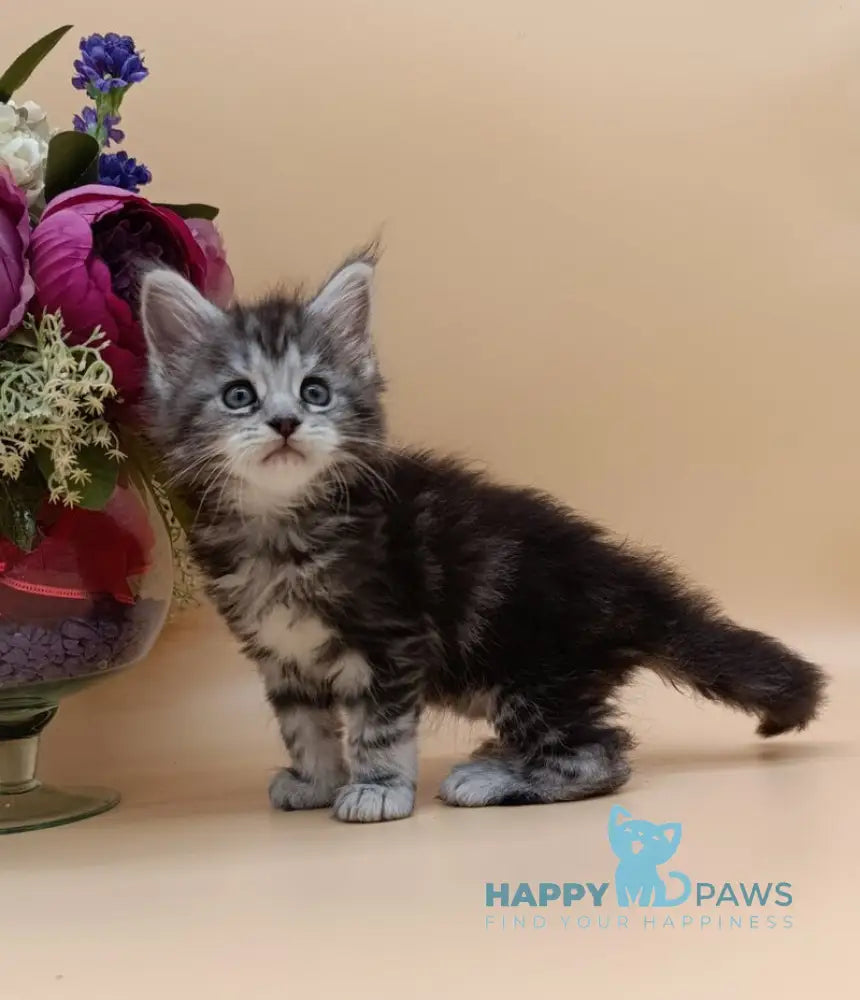 Danica Maine Coon female black silver tabby live animals