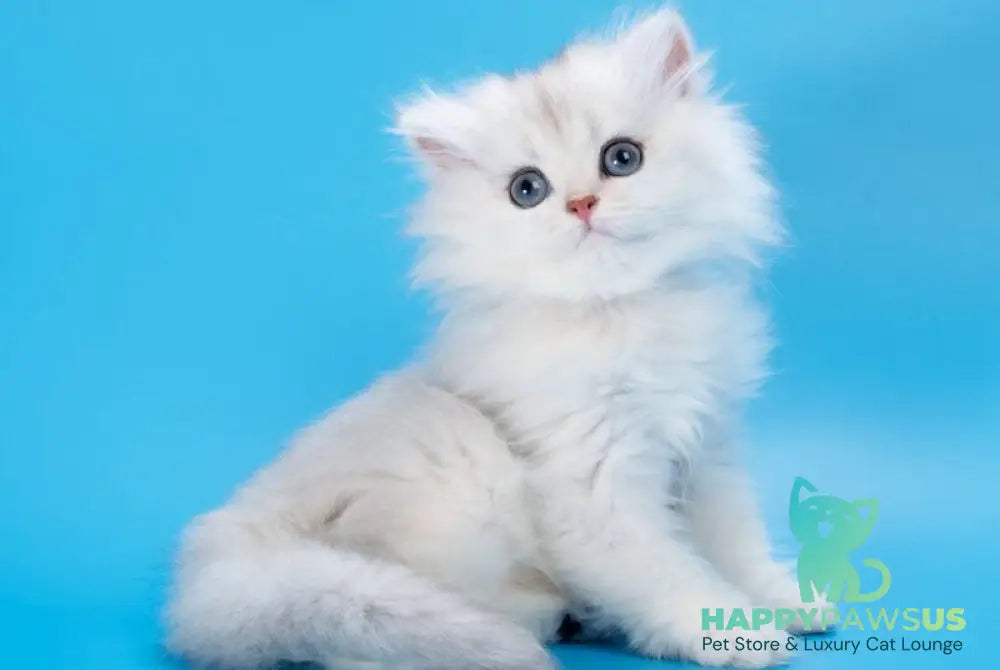 Daniel British Longhair female black golden shaded - live animals