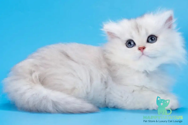 Daniel British Longhair female black golden shaded - live animals