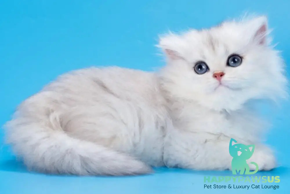 Daniel British Longhair female black golden shaded - live animals