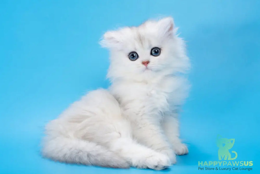 Daniel British Longhair female black golden shaded - live animals