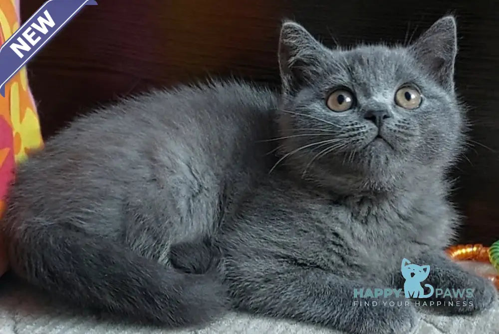Daniel British Shorthair male blue live animals