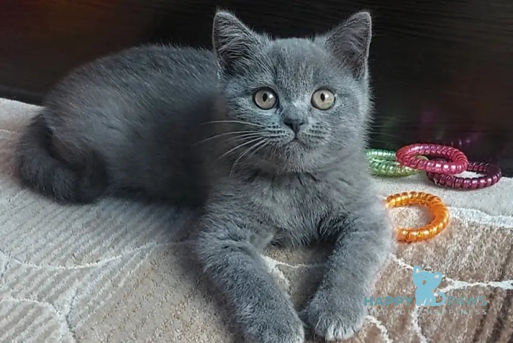 Daniel British Shorthair male blue live animals