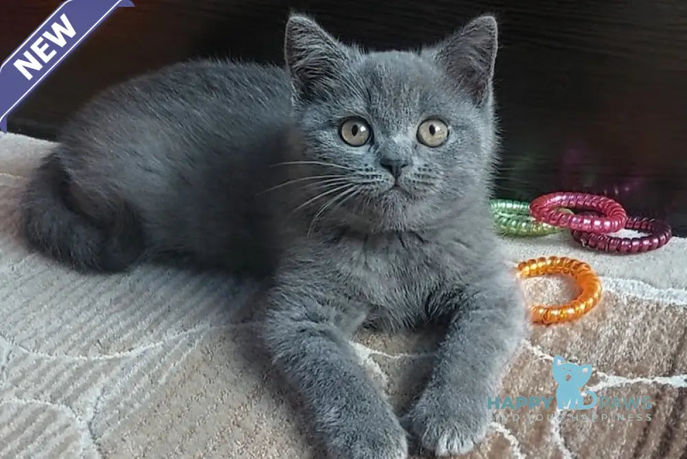 Daniel British Shorthair male blue live animals