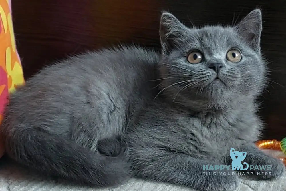 Daniel British Shorthair male blue live animals