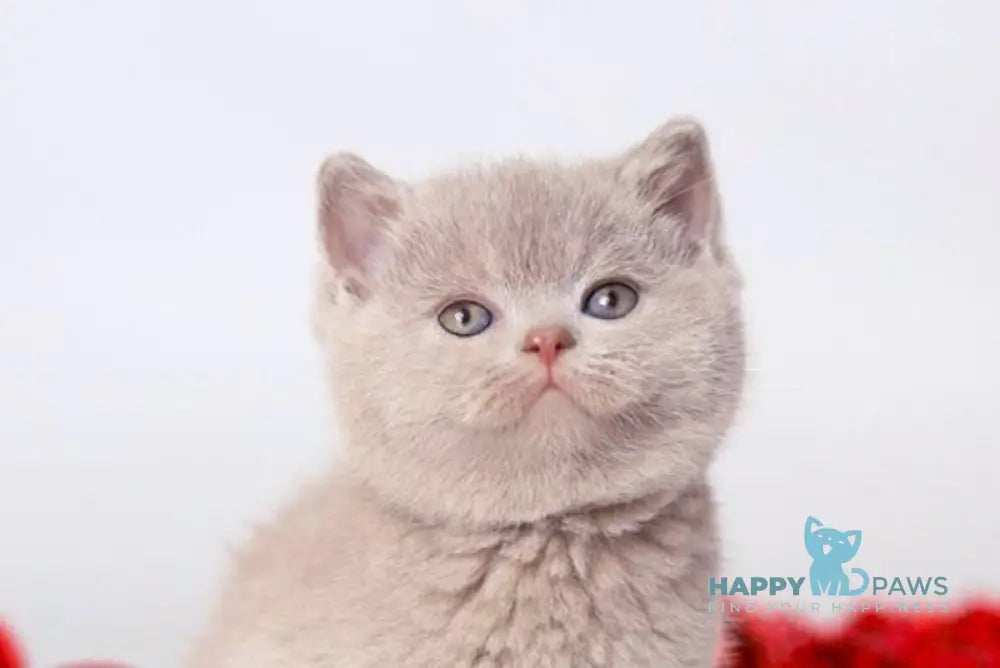 Daniel British Shorthair male lilac live animals
