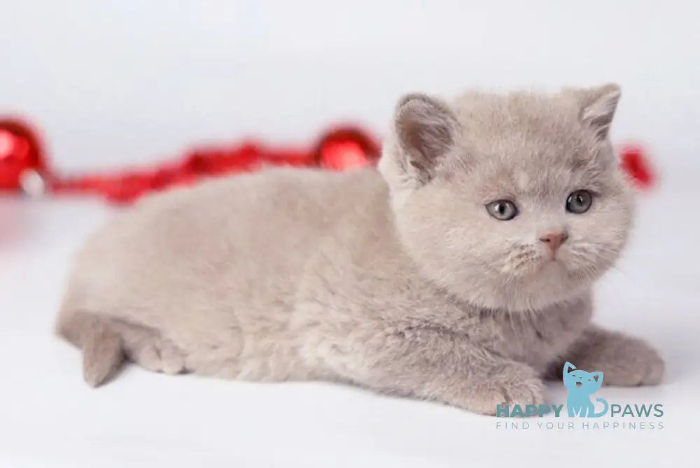 Daniel British Shorthair male lilac live animals