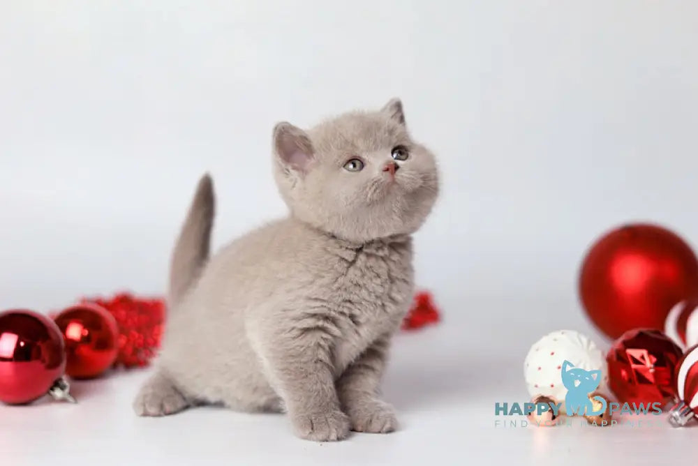 Daniel British Shorthair male lilac live animals