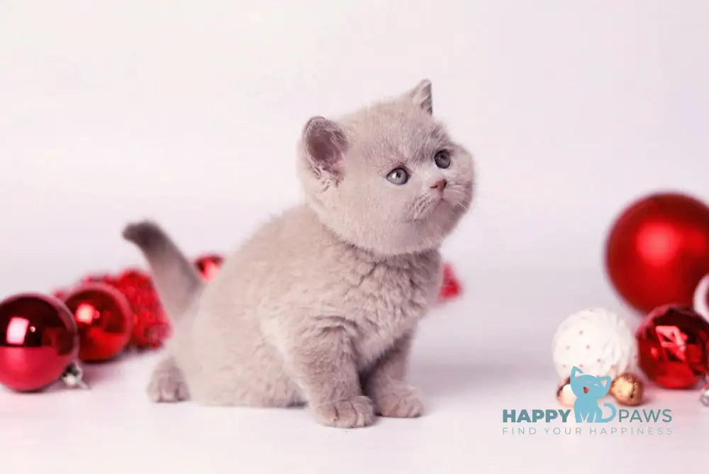 Daniel British Shorthair male lilac live animals