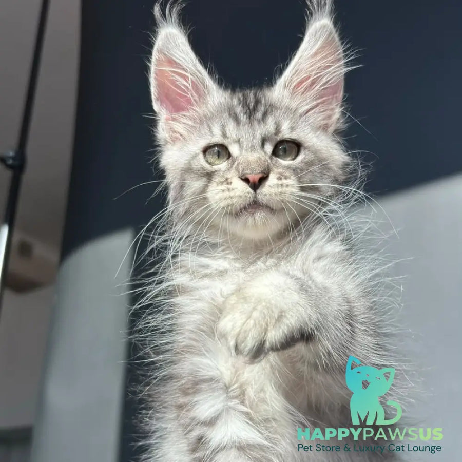 Daniel Maine Coon male black silver spotted tabby - live animals