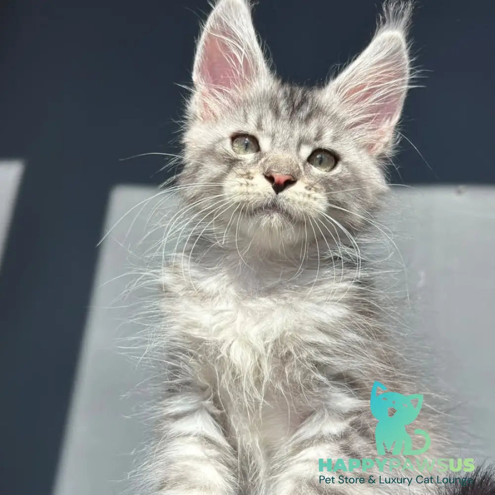 Daniel Maine Coon male black silver spotted tabby - live animals