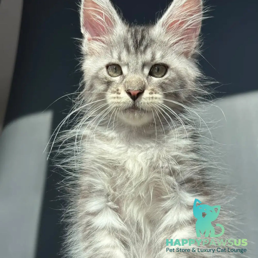 Daniel Maine Coon male black silver spotted tabby - live animals