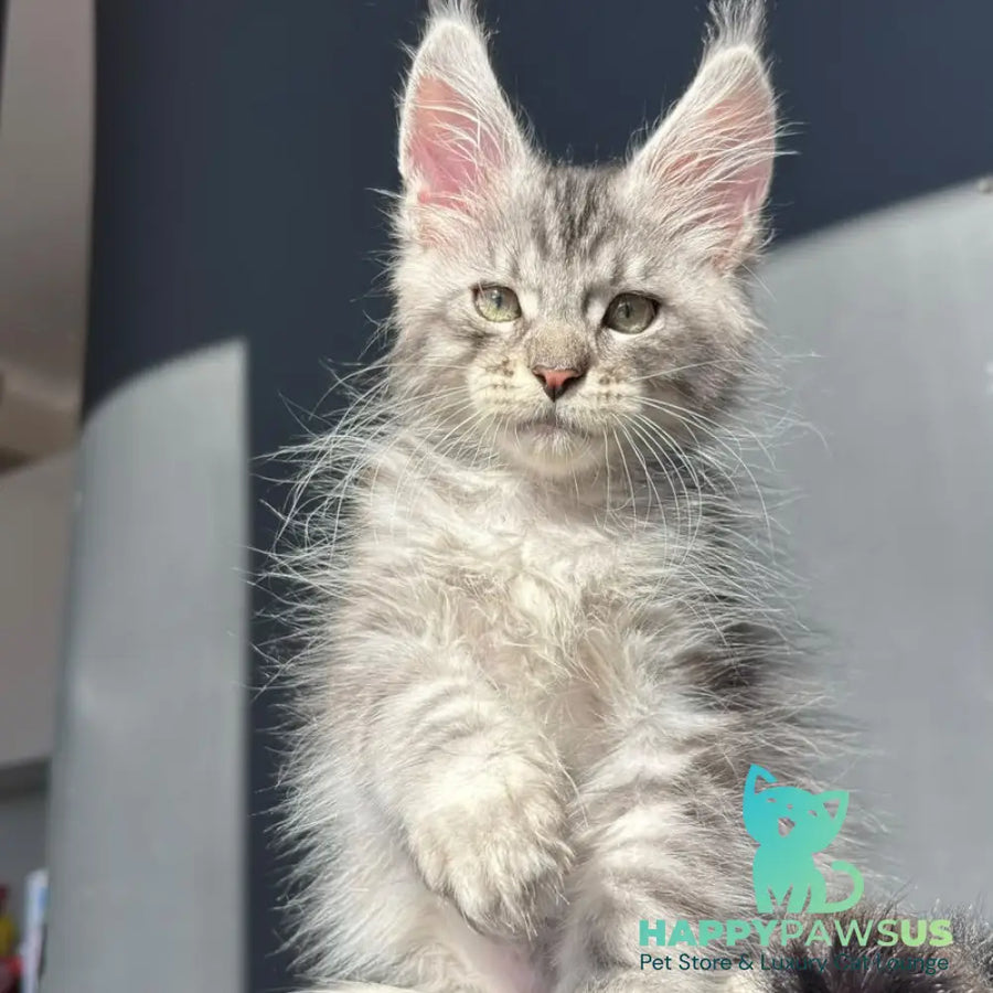 Daniel Maine Coon male black silver spotted tabby - live animals