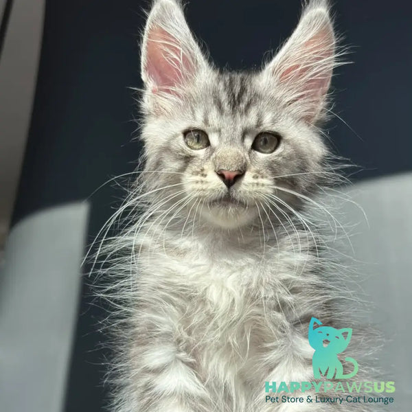 Daniel Maine Coon male black silver spotted tabby - live animals