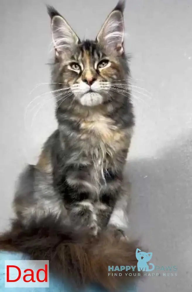 Daniel Maine Coon male black tabby live animals