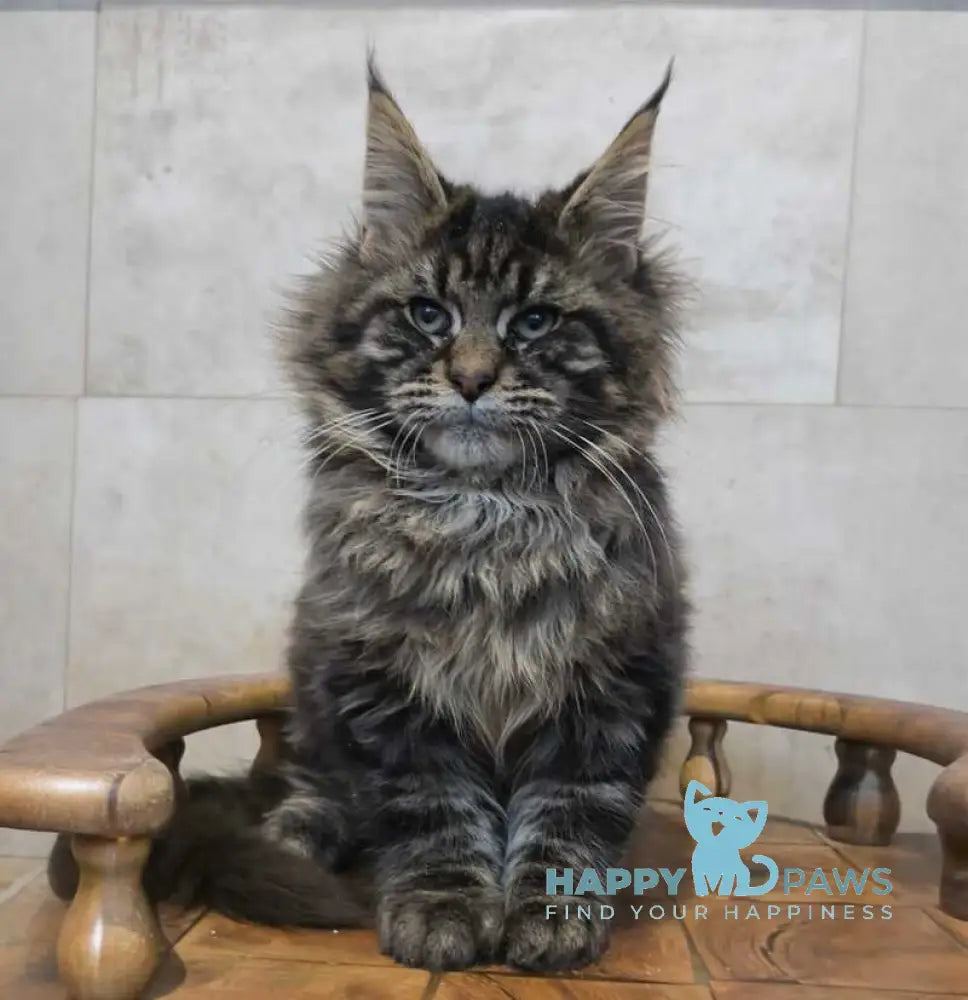Daniel Maine Coon male black tabby live animals