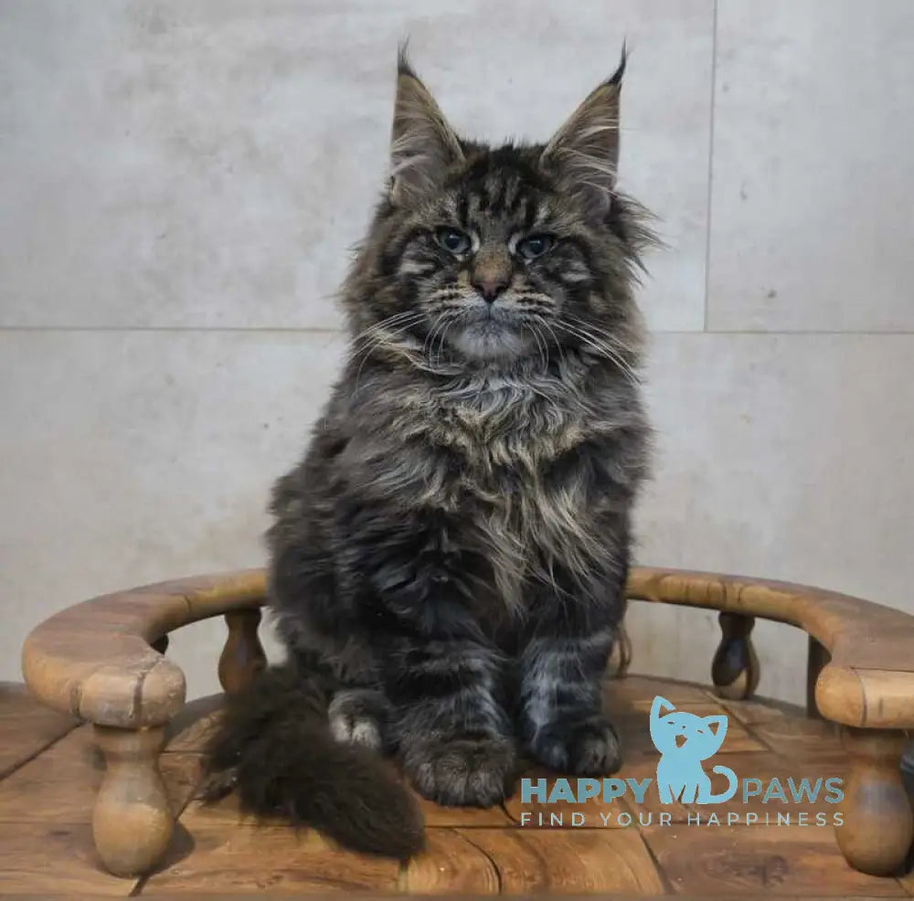 Daniel Maine Coon male black tabby live animals