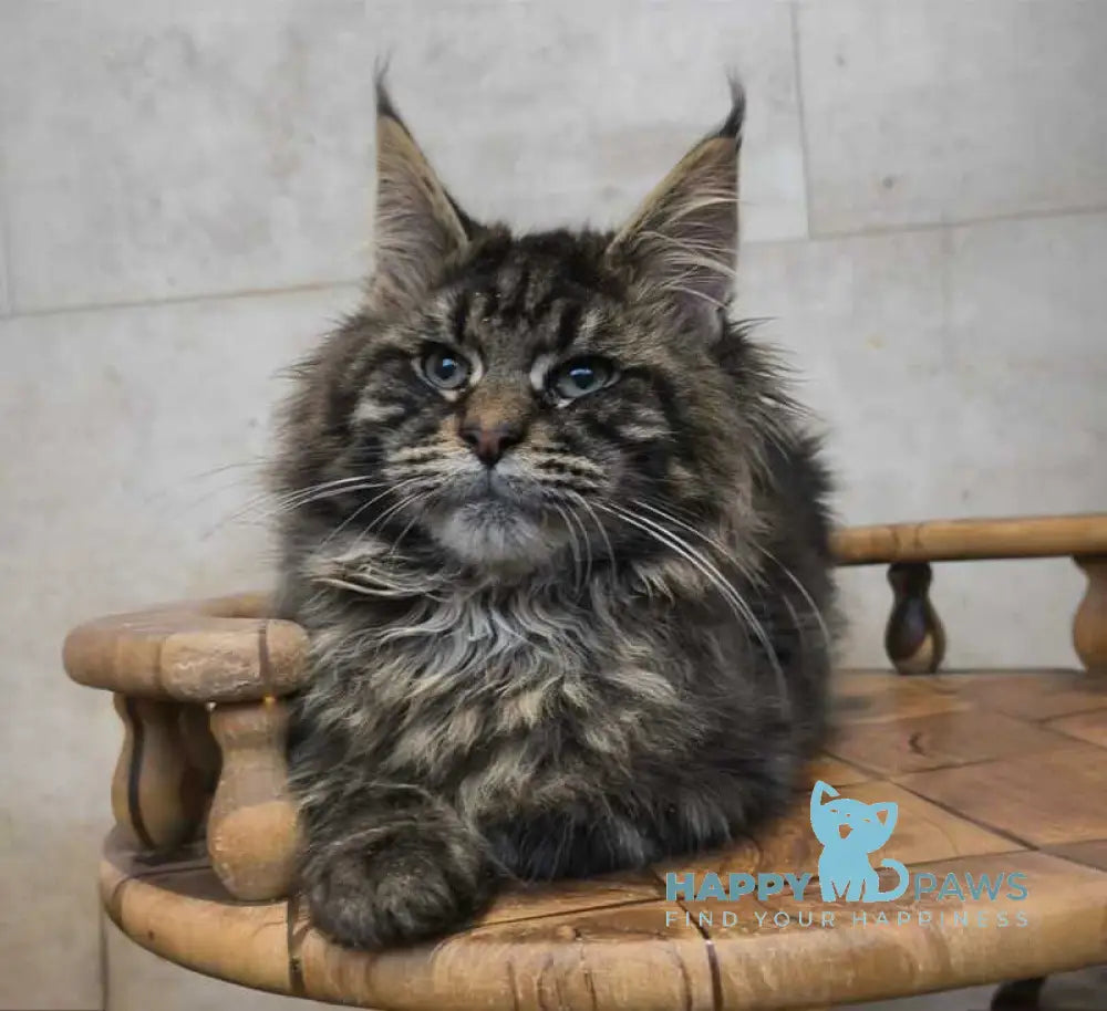 Daniel Maine Coon male black tabby live animals