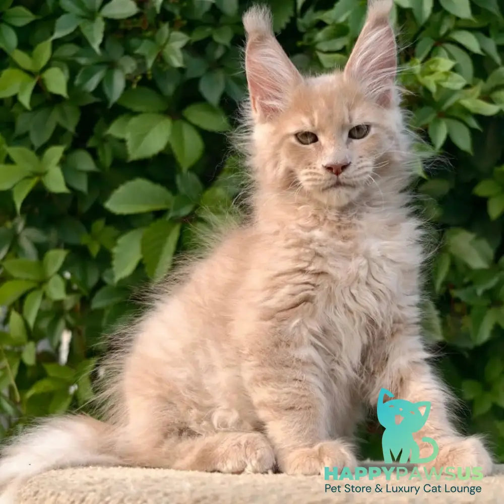 Daniel Maine Coon male cream - live animals