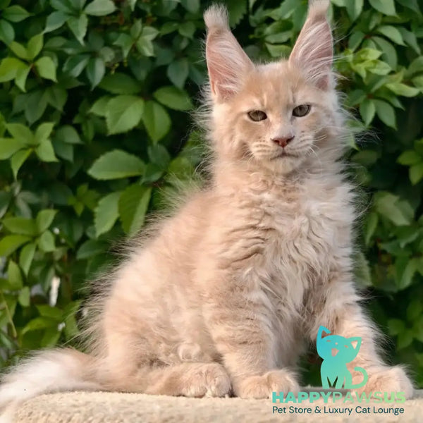 Daniel Maine Coon male cream - live animals