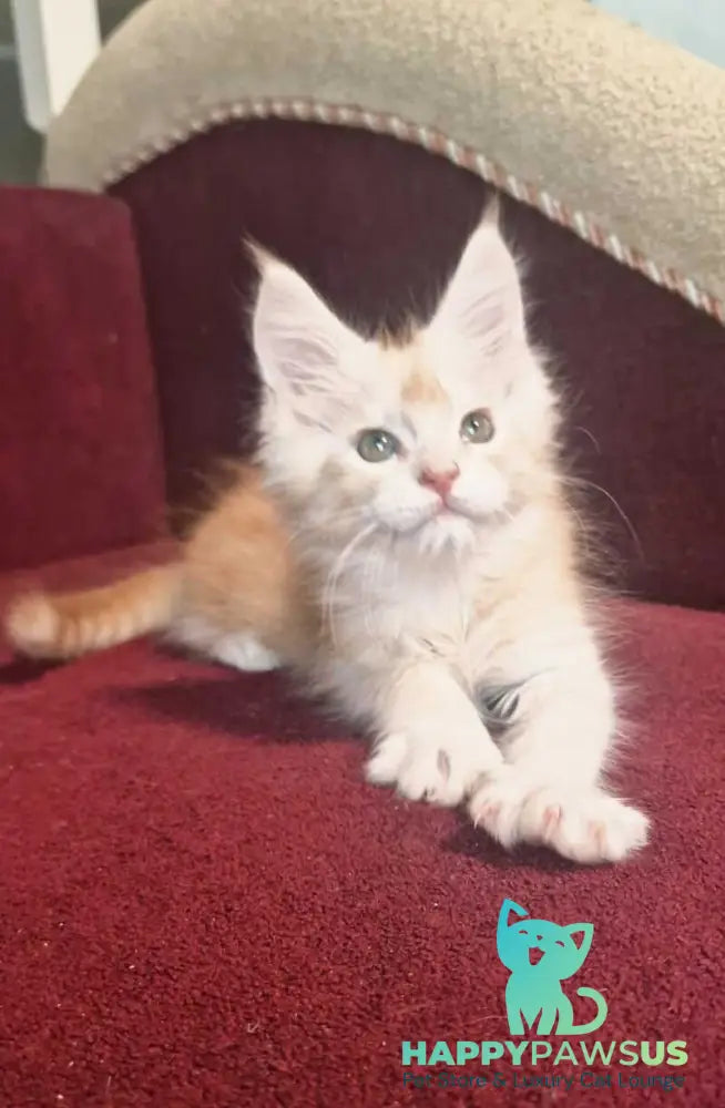 Daniel Maine Coon male red silver spotted tabby live animals