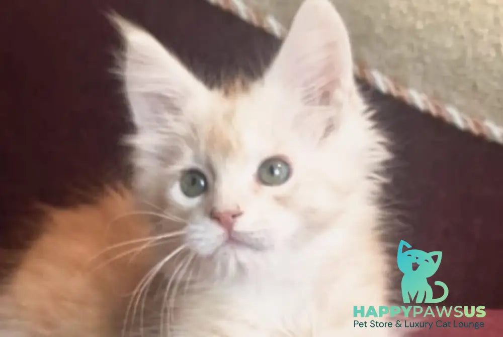 Daniel Maine Coon male red silver spotted tabby live animals