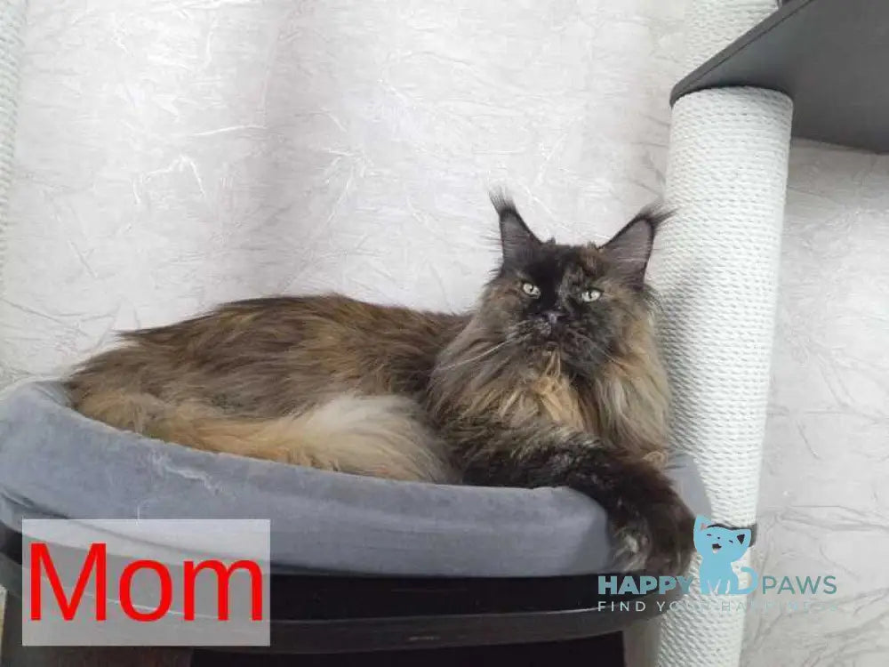 Daniel Maine Coon male red silver spotted tabby live animals