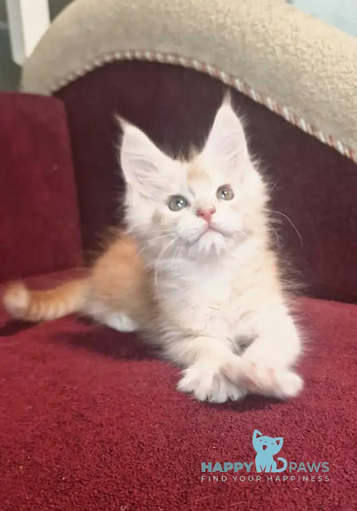 Daniel Maine Coon male red silver spotted tabby live animals