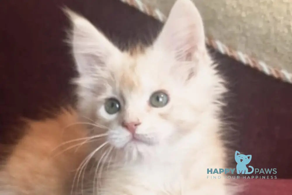 Daniel Maine Coon male red silver spotted tabby live animals