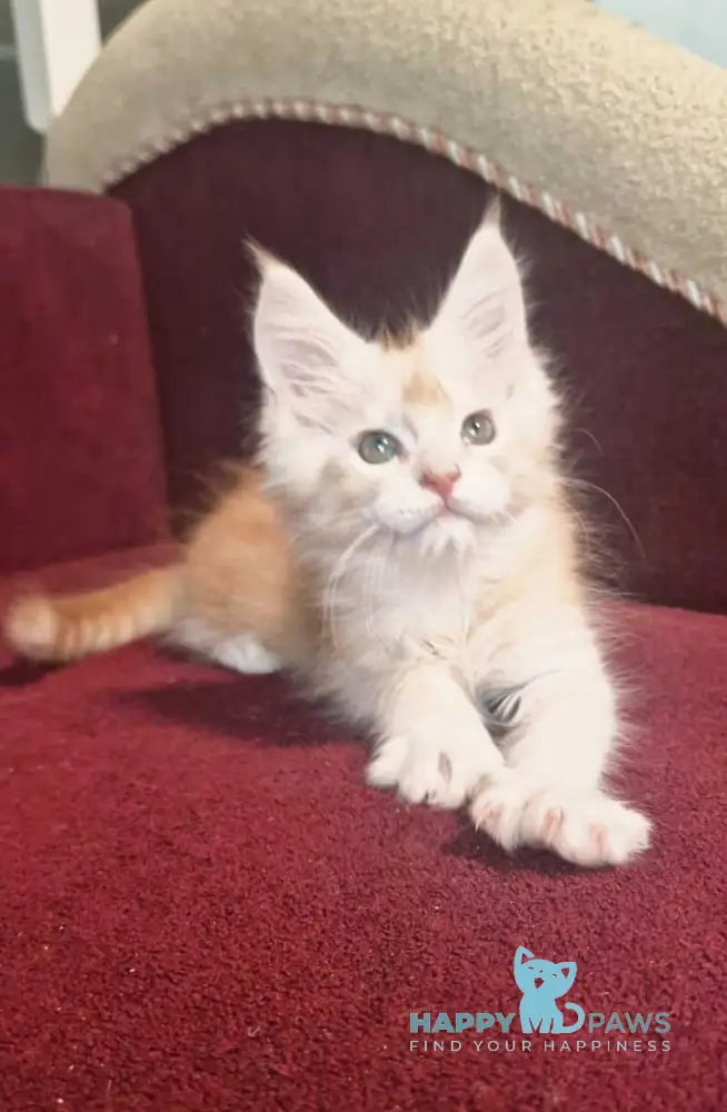 Daniel Maine Coon male red silver spotted tabby live animals