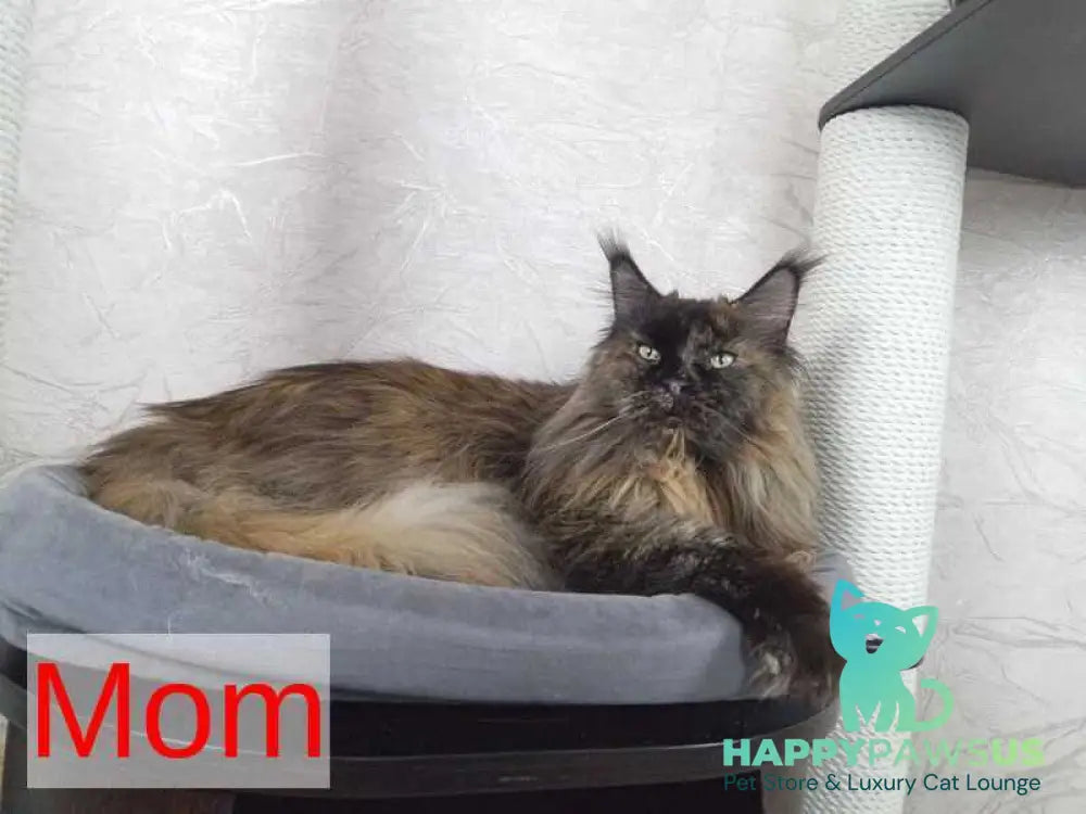 Daniel Maine Coon male red silver spotted tabby live animals