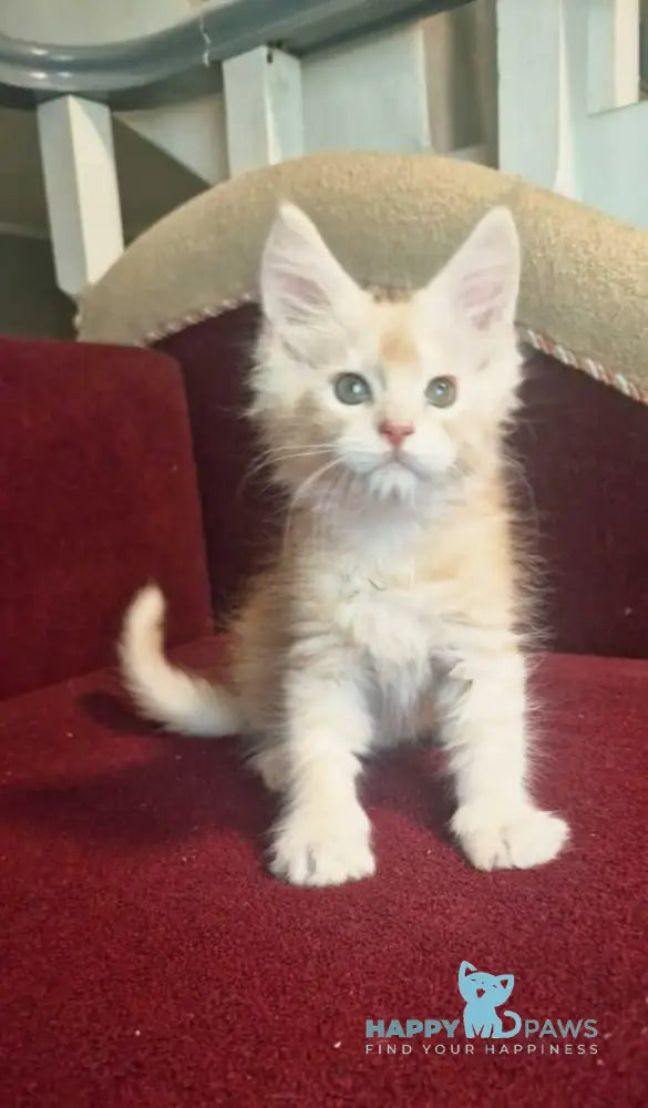 Daniel Maine Coon male red silver spotted tabby live animals