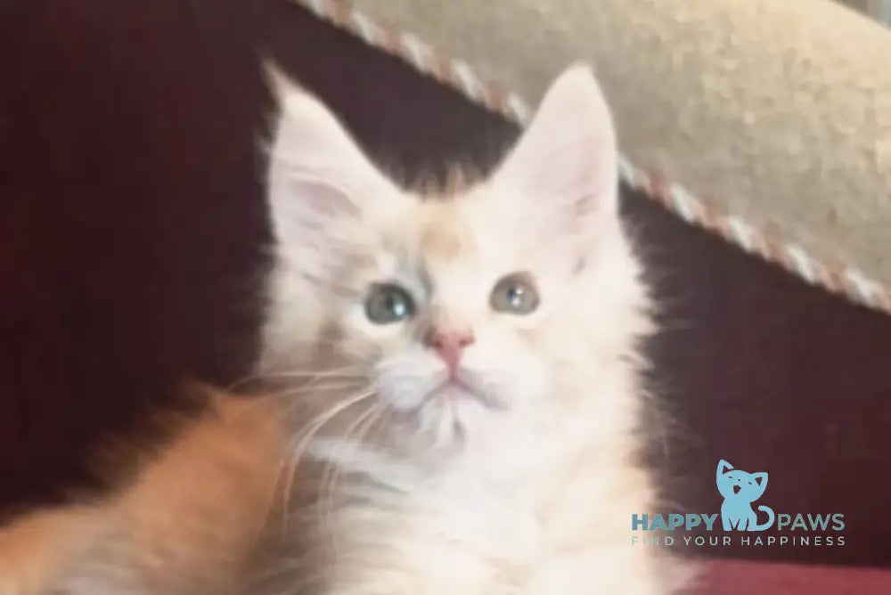 Daniel Maine Coon male red silver spotted tabby live animals