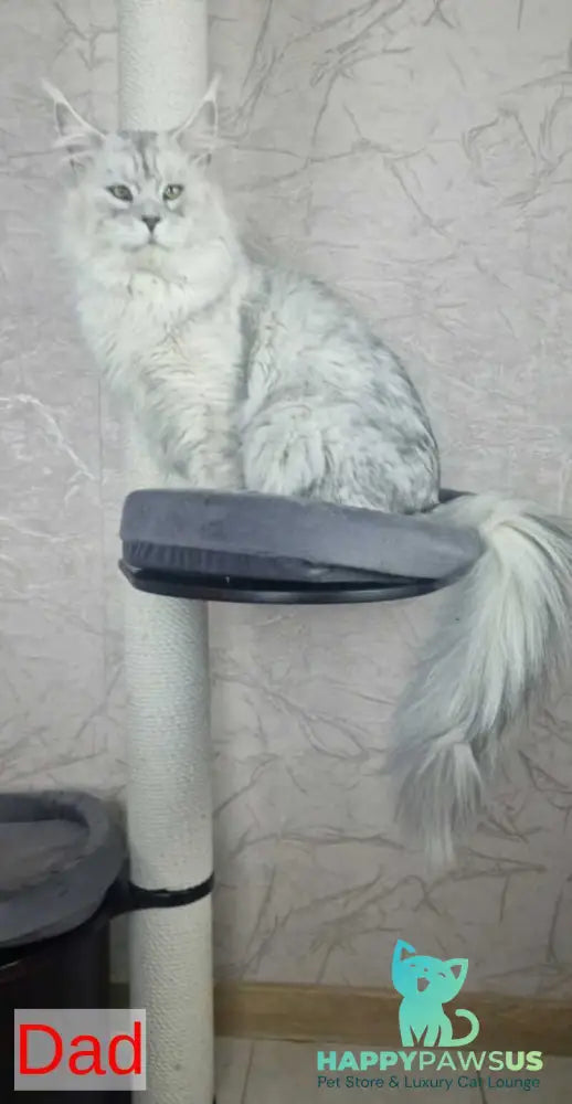 Daniel Maine Coon male red silver spotted tabby live animals