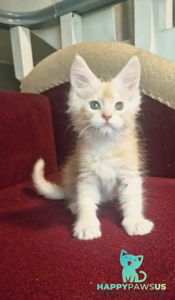 Daniel Maine Coon male red silver spotted tabby live animals