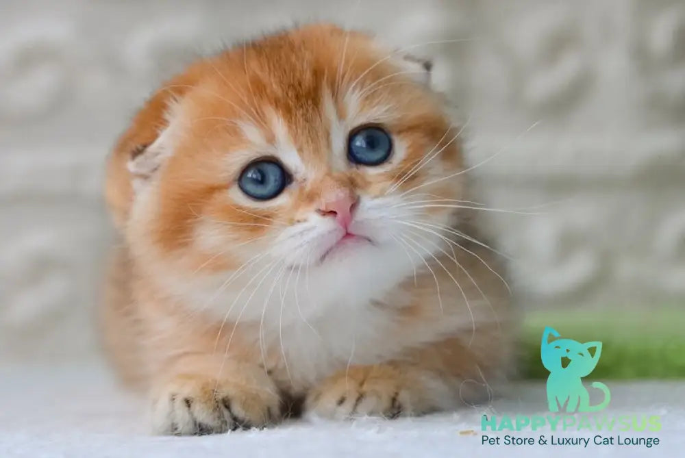 Daniel Scottish Fold male black golden shaded - live animals
