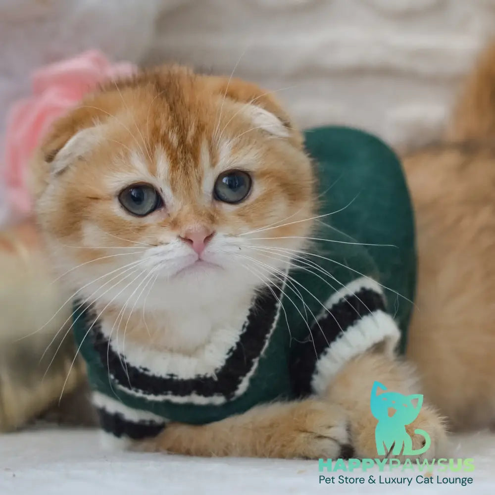 Daniel Scottish Fold male black golden shaded - live animals