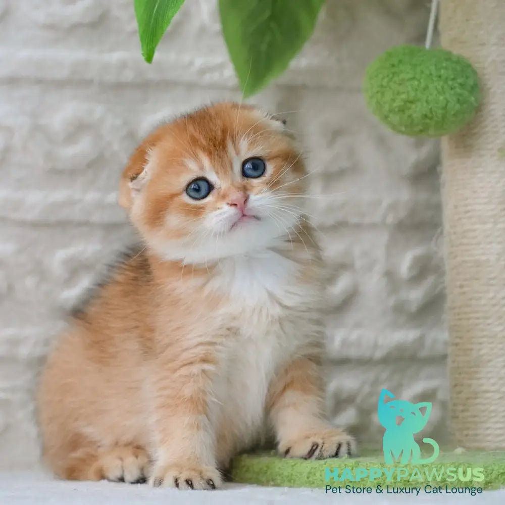 Daniel Scottish Fold male black golden shaded - live animals