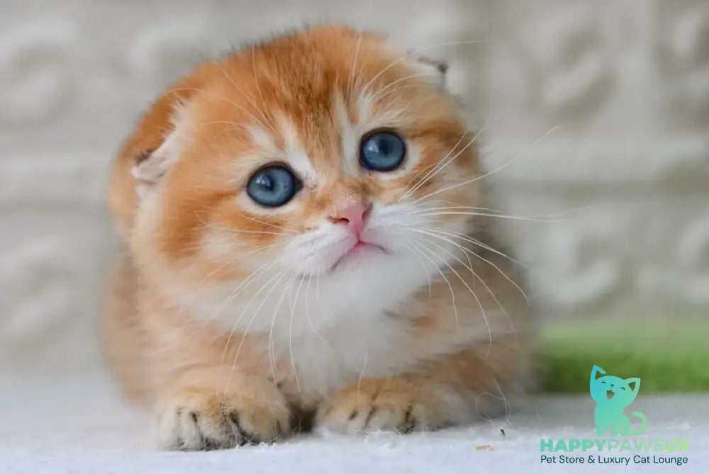 Daniel Scottish Fold male black golden shaded - live animals